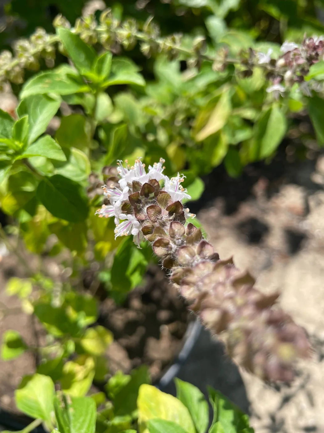 Close-up of an African blue basil flower spike