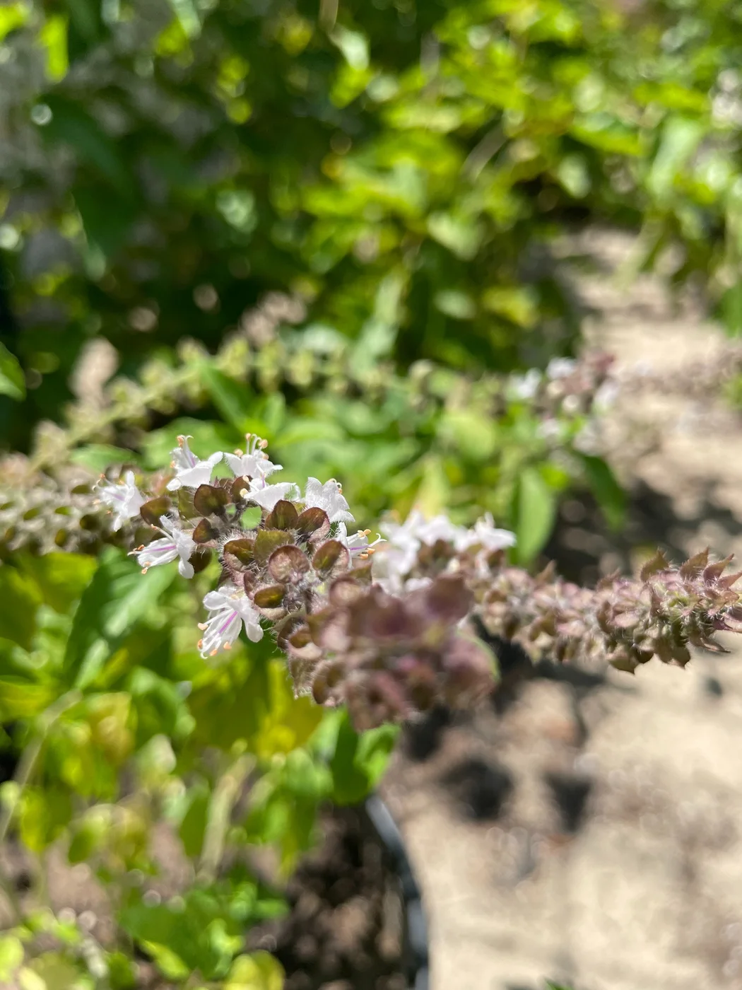 White African blue basil flowers on a purple flower spike