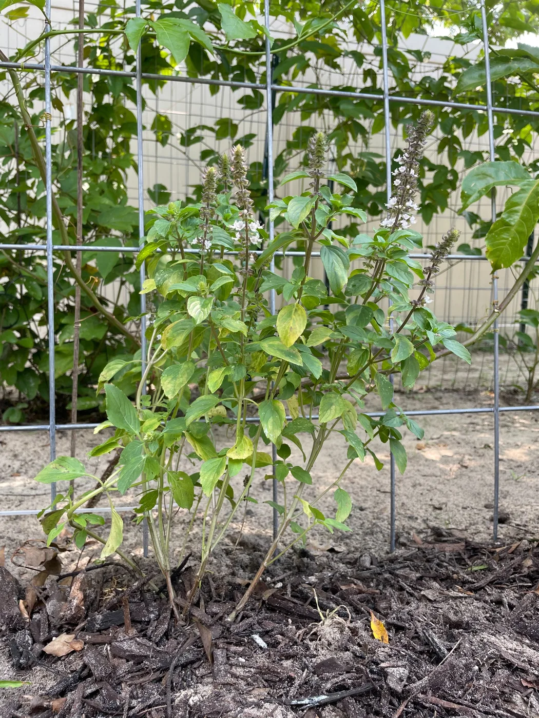 African blue basil flowering beside a passion fruit trellis