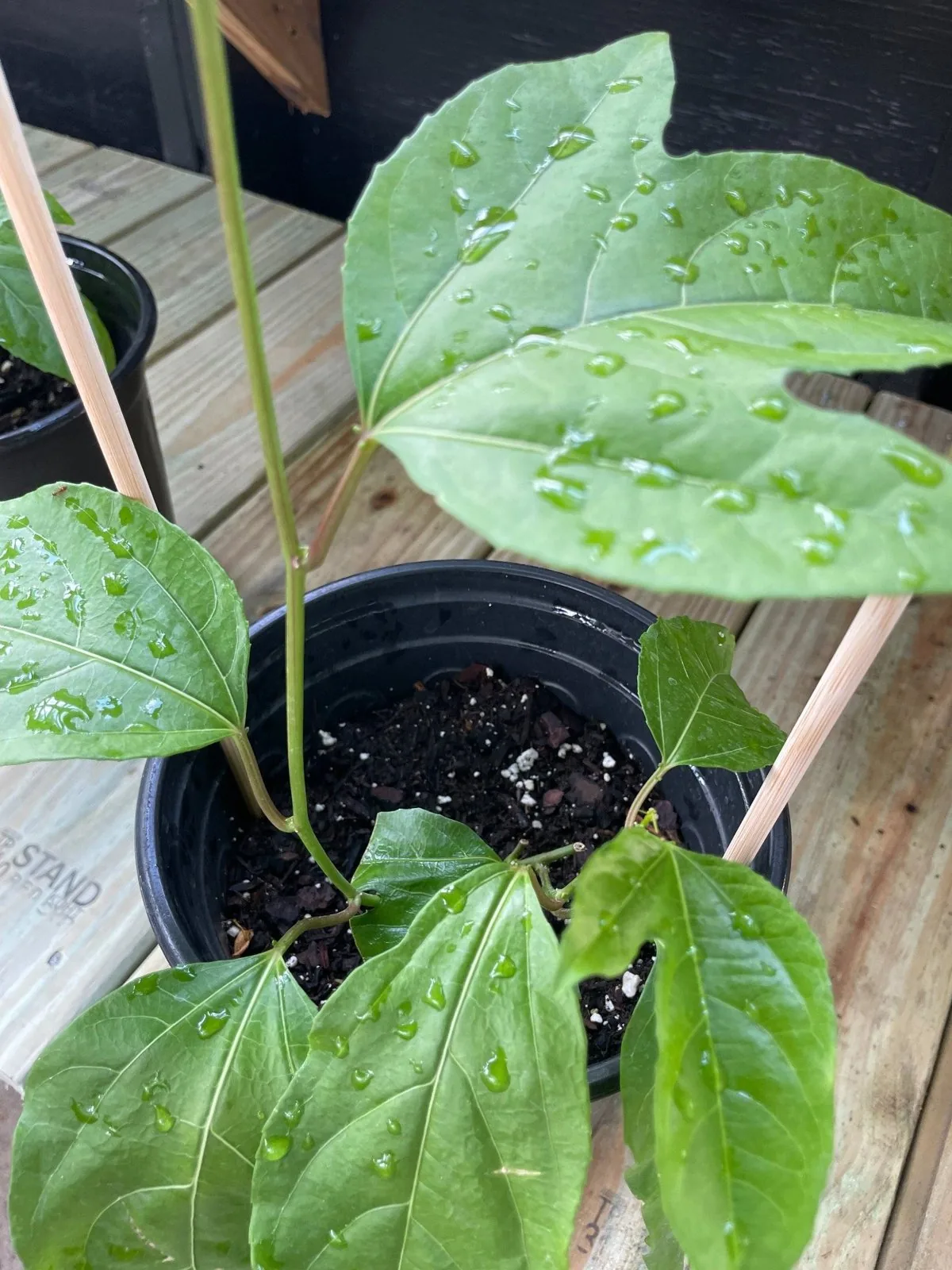 Passion fruit leaves with water droplets during routine plant care