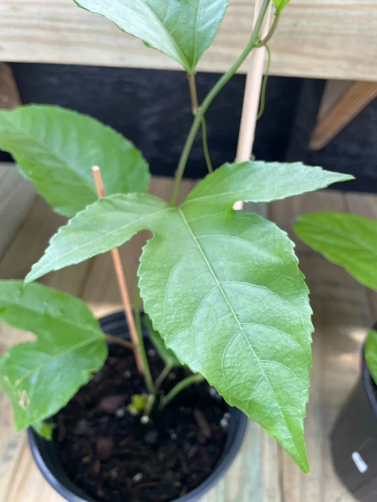 Close-up purple passion fruit leaf shape and vine growth in Central Florida