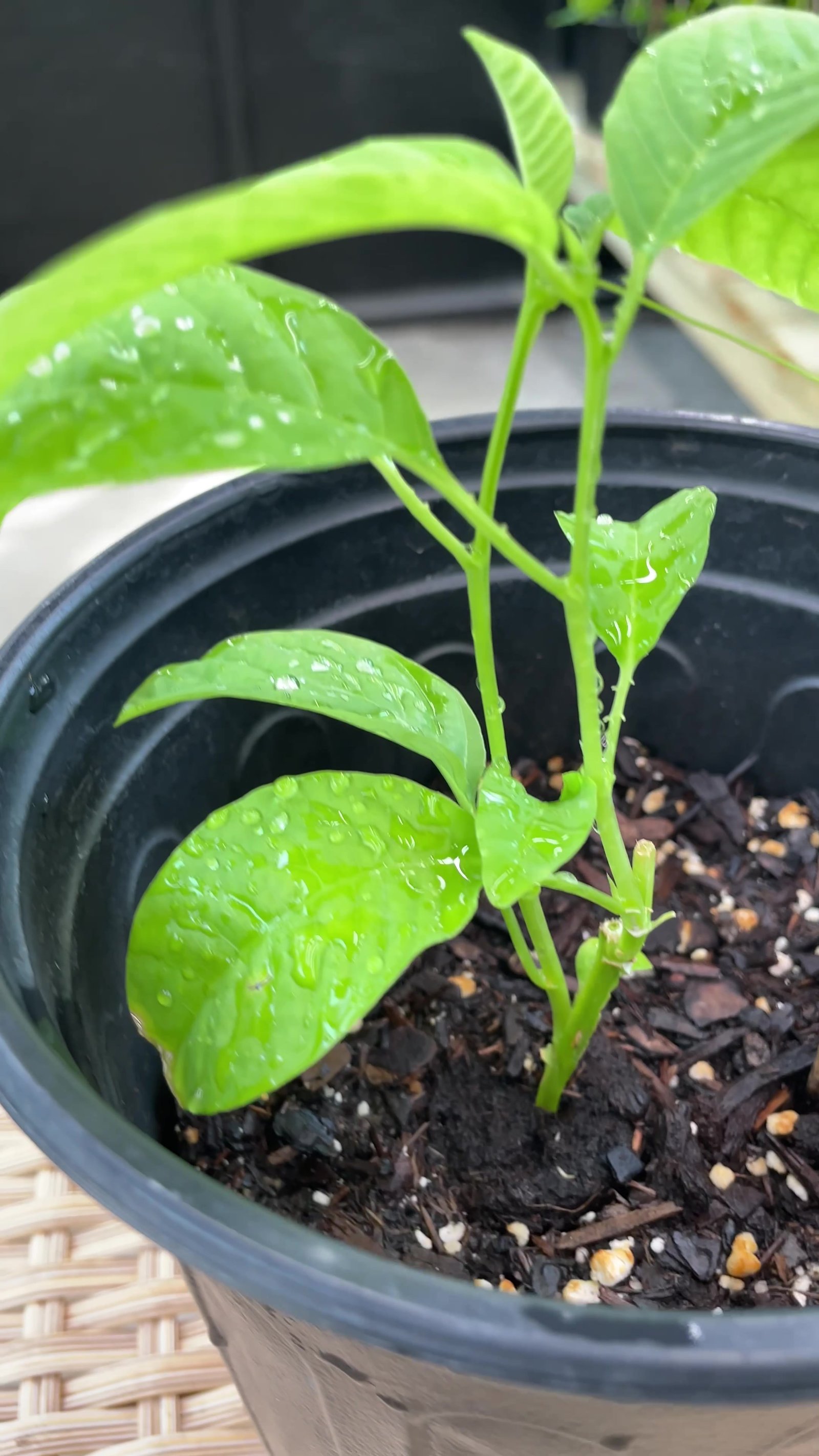 Giant Granadilla leaf and new growth detail for identification