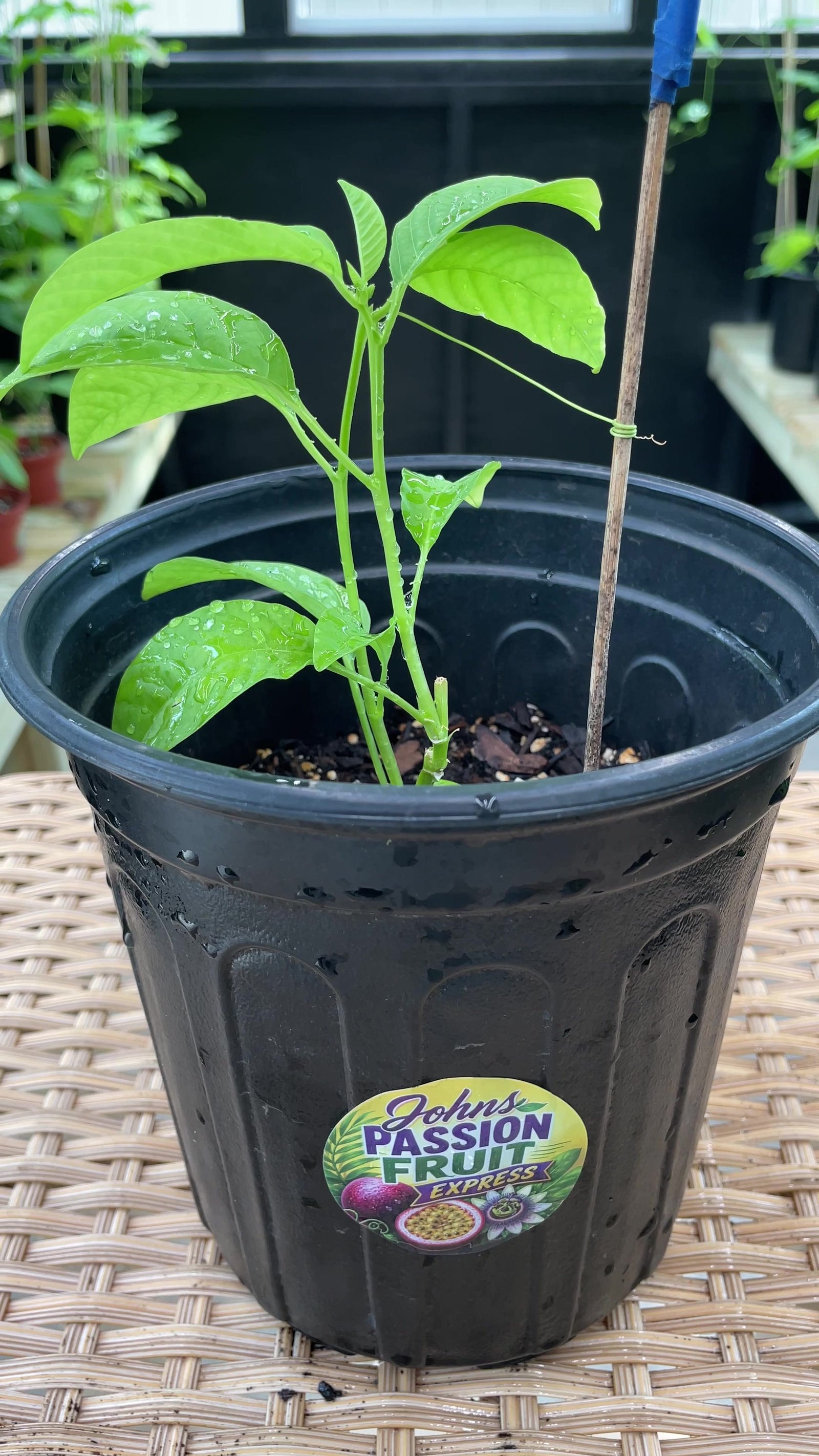Giant Granadilla plant guide