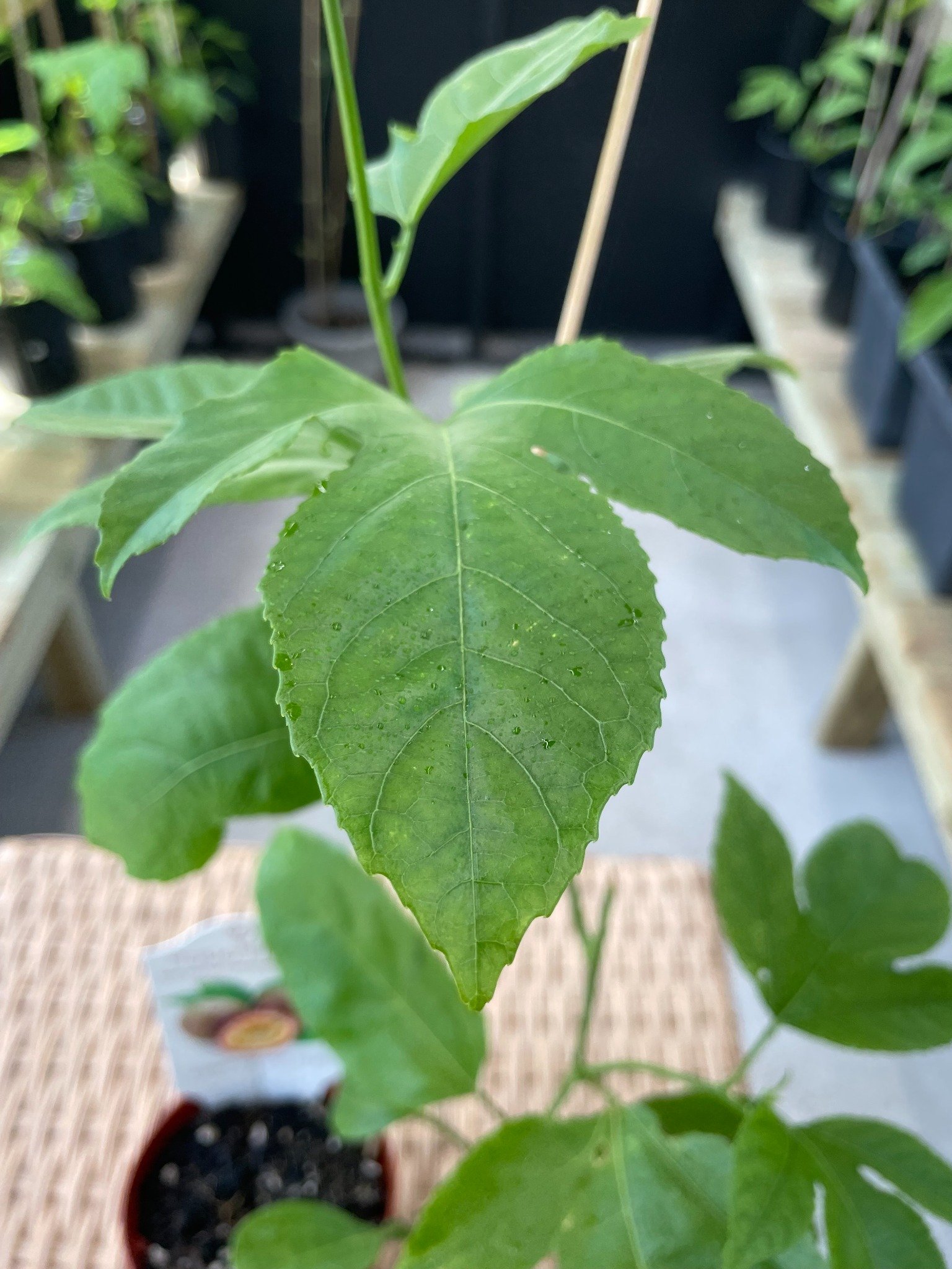 Purple Passion Fruit leaf and new growth detail for identification