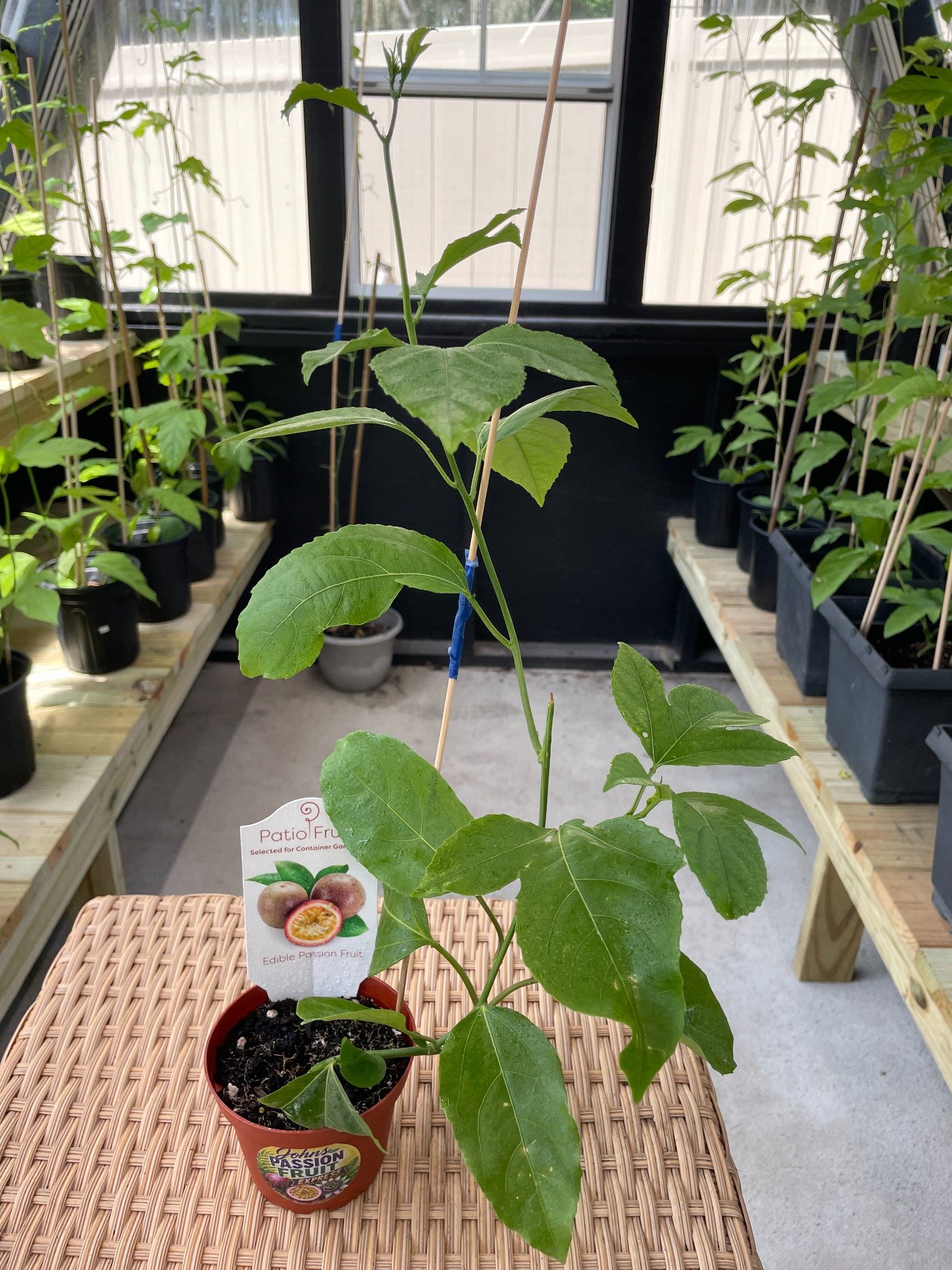 Purple Passion Fruit plant grown at John’s Passion Fruit Express