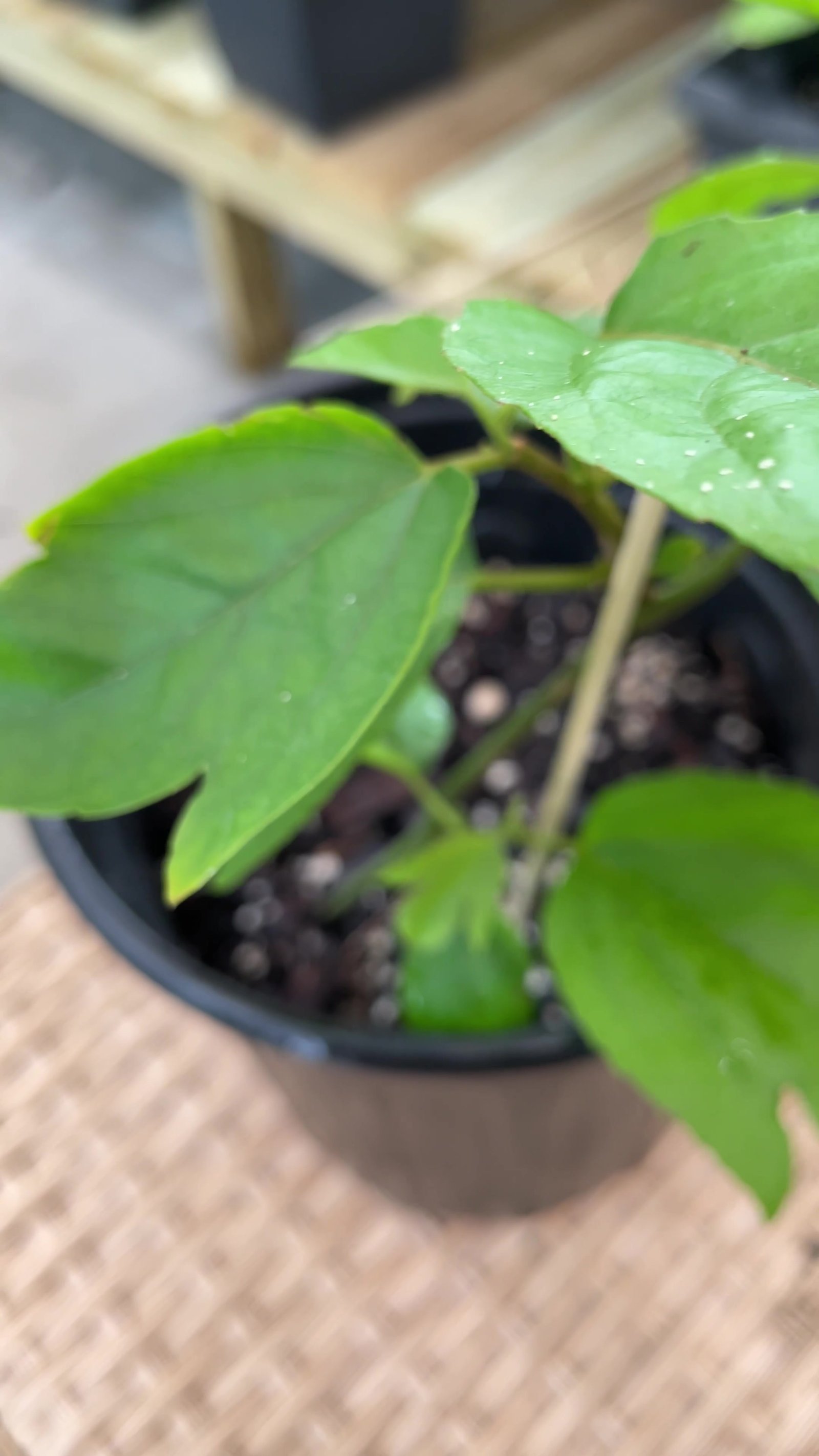 Red Passion Fruit leaf and new growth detail for identification