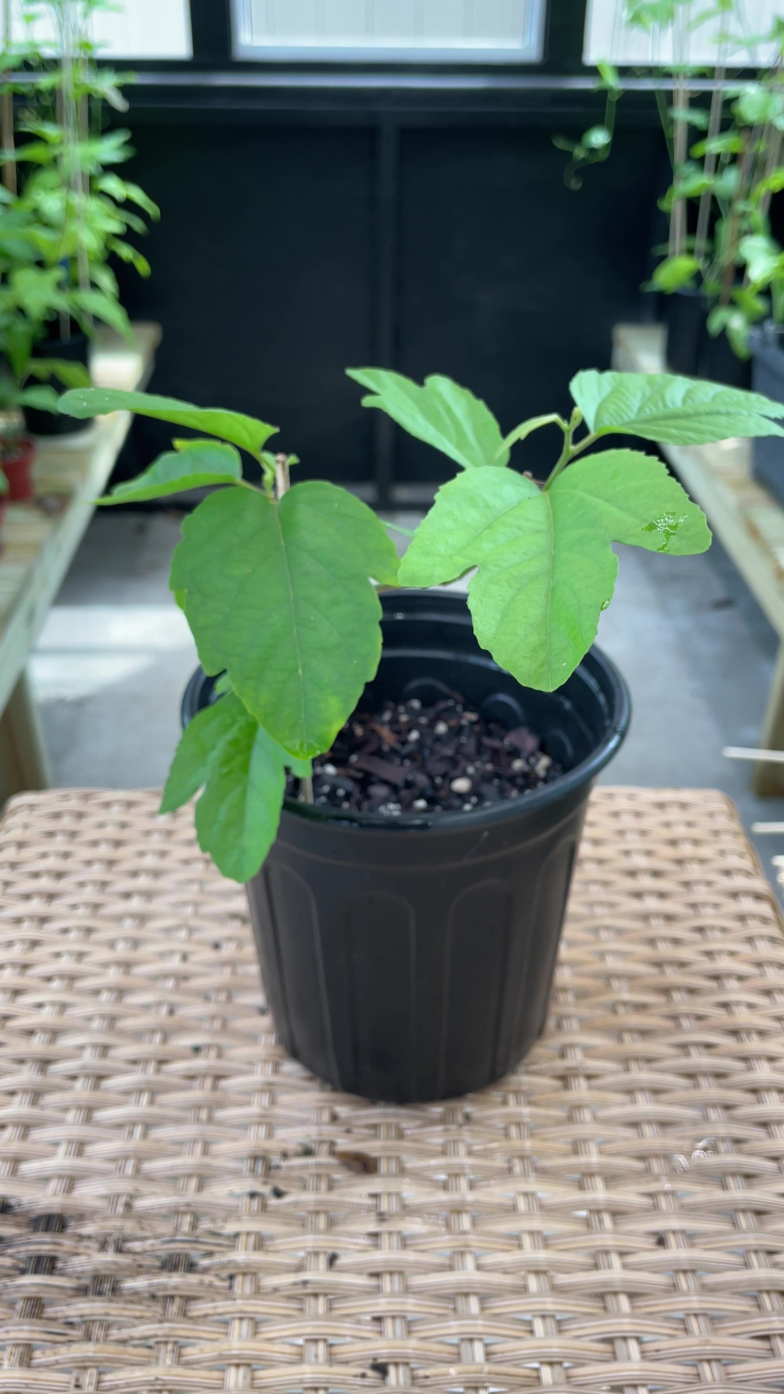 Red Passion Fruit plant grown at John’s Passion Fruit Express