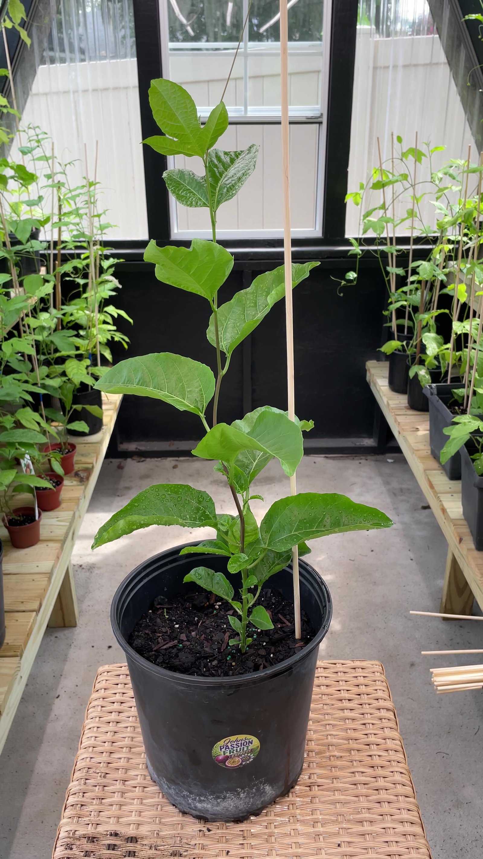 Yellow Passion Fruit Maracuya plant grown at John’s Passion Fruit Express