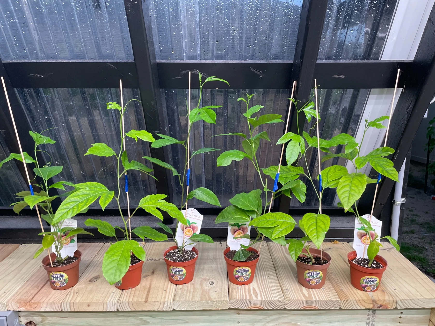 Greenhouse bench with starter plants in 4-inch nursery pots