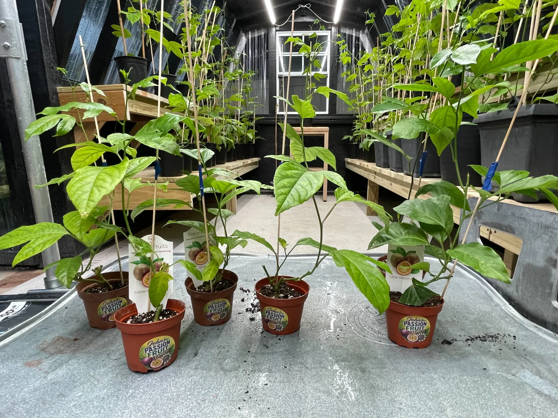 Greenhouse-grown passion fruit plants available from John’s Passion Fruit Express