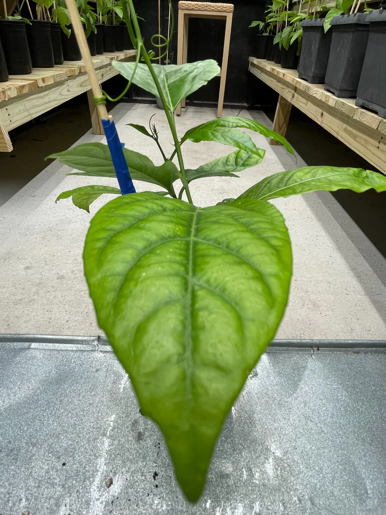Close-up of healthy Purple Passion Fruit starter leaves