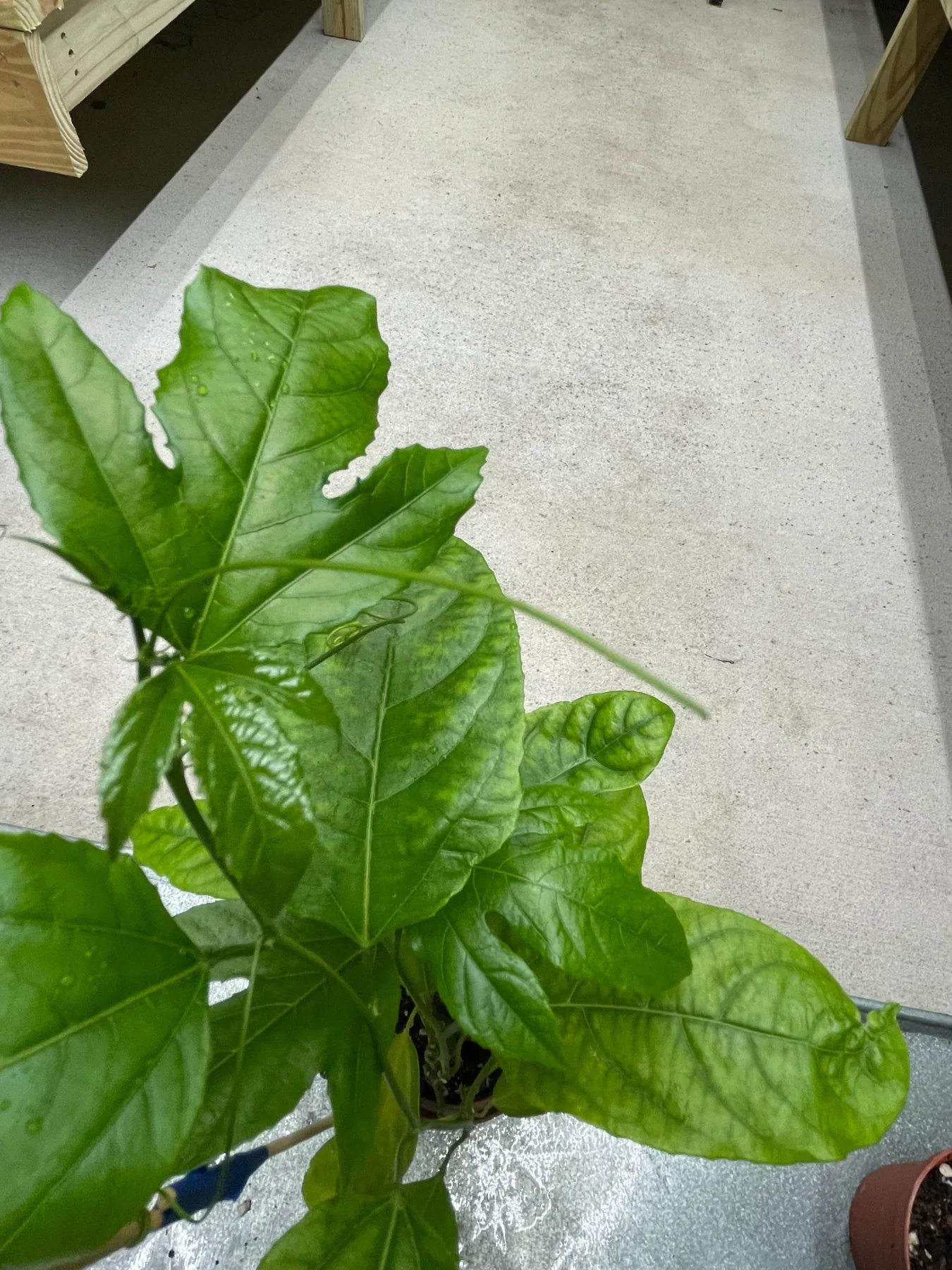 Detailed close-up of a healthy passion fruit starter leaf