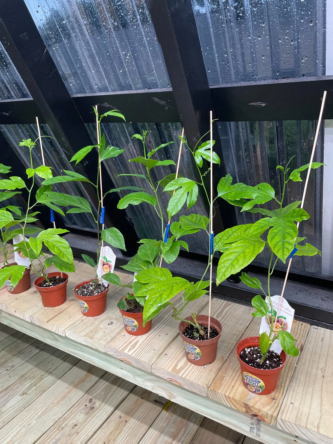 Side view of current Purple Passion Fruit starter plants in 4-inch pots