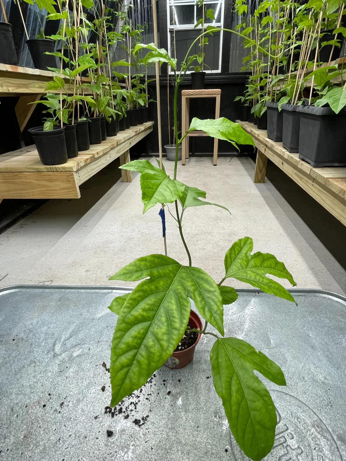 Healthy Purple Passion Fruit starter plant in a 4-inch nursery pot inside our greenhouses