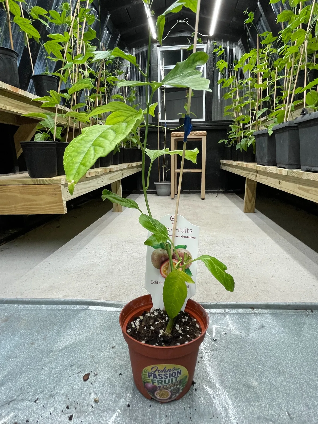 Healthy greenhouse-grown passion fruit plant