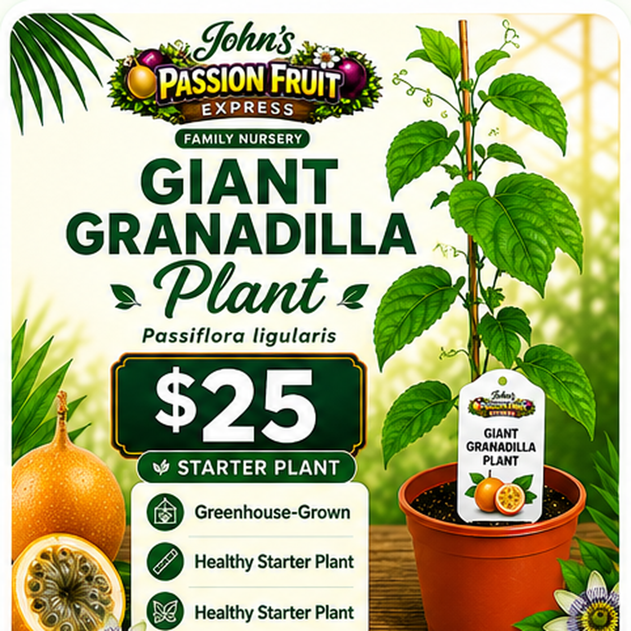 Giant Granadilla starter plant for $25