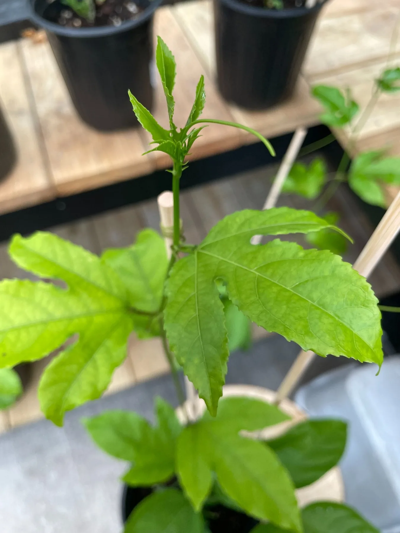 Close-up of fresh passion fruit leaf growth and new vine tip