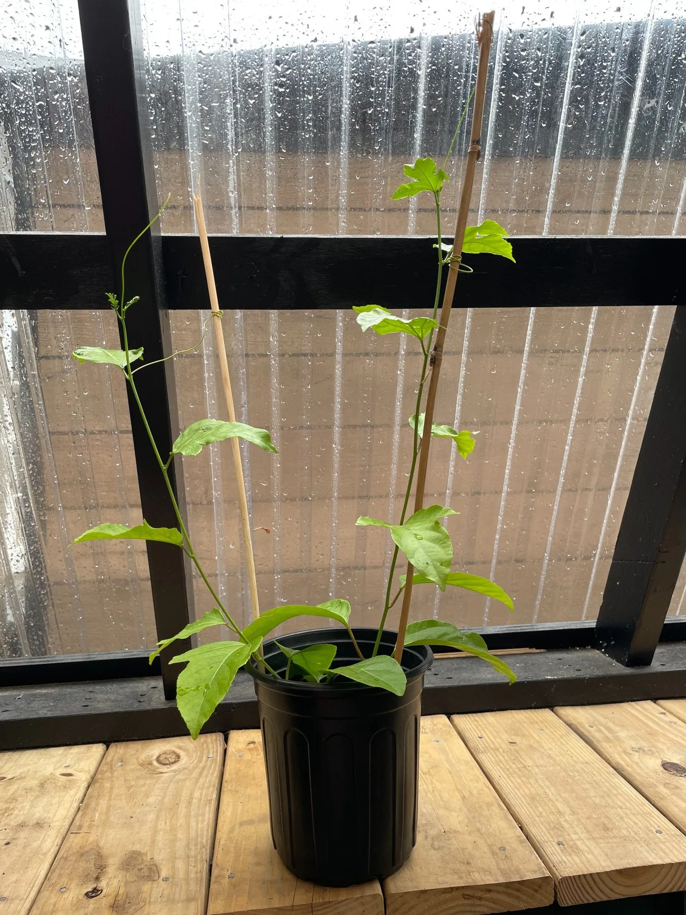 Potted passion fruit vine inside our greenhouses with rain drops on the panels