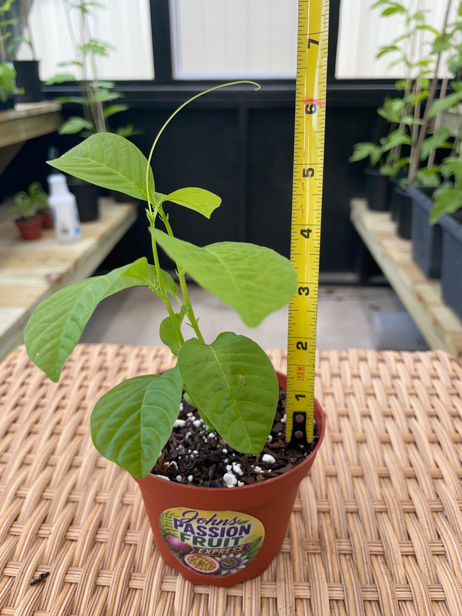 Actual Giant Granadilla starter plant grown by John’s Passion Fruit Express