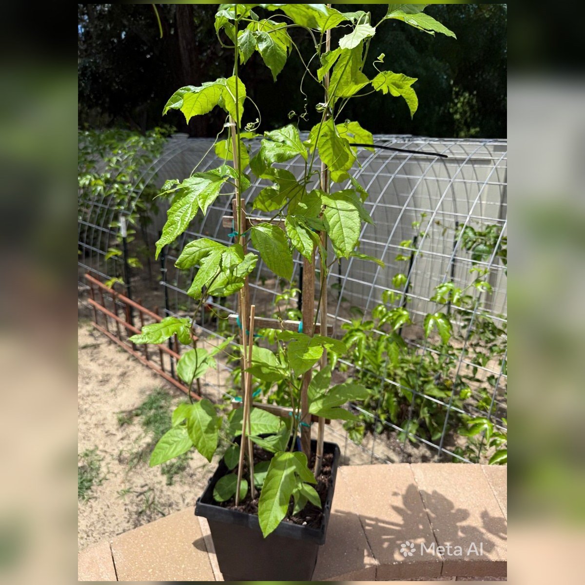 Real established Purple Passion Fruit plant sold as the three-gallon size