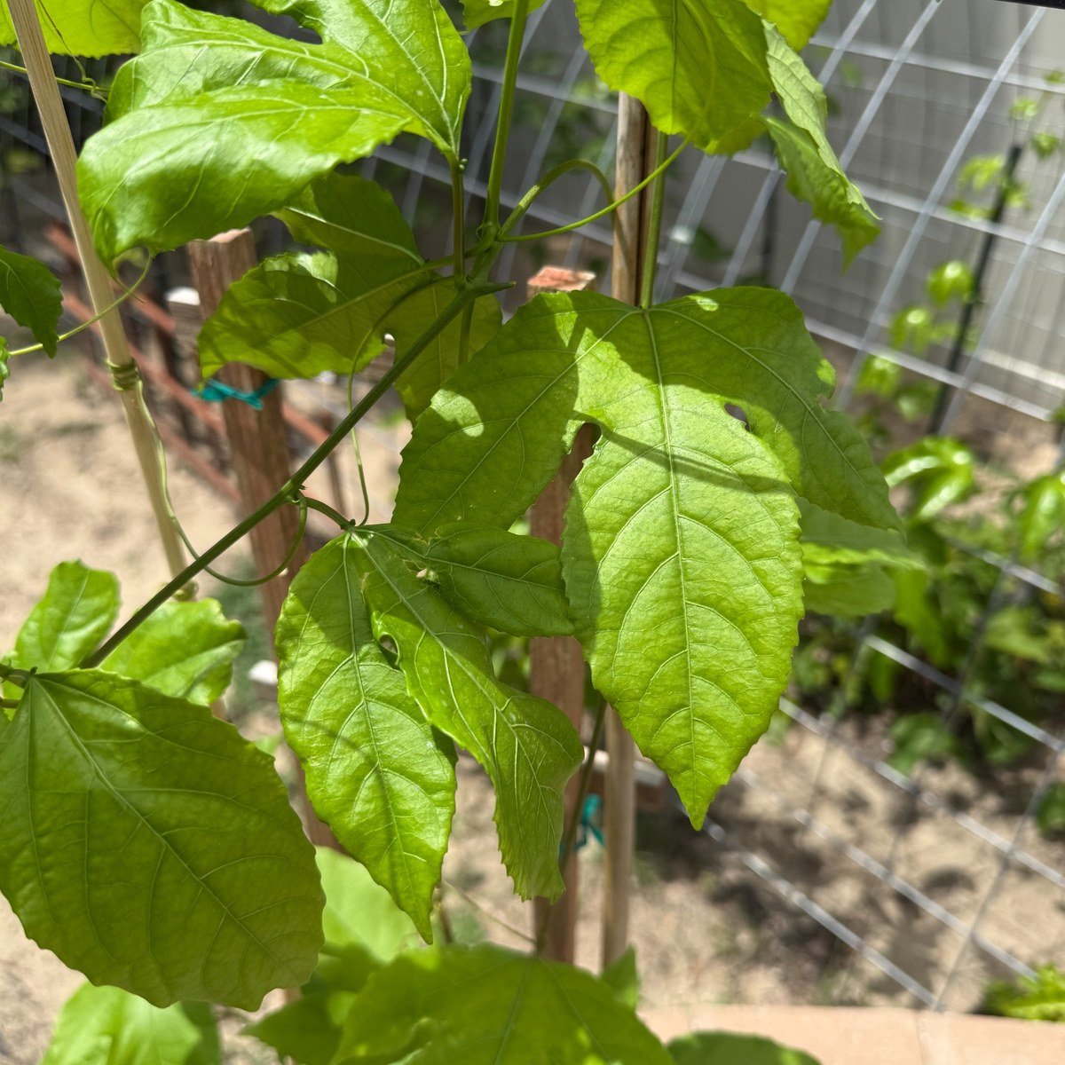 Healthy leaf detail from an established Purple Passion Fruit plant