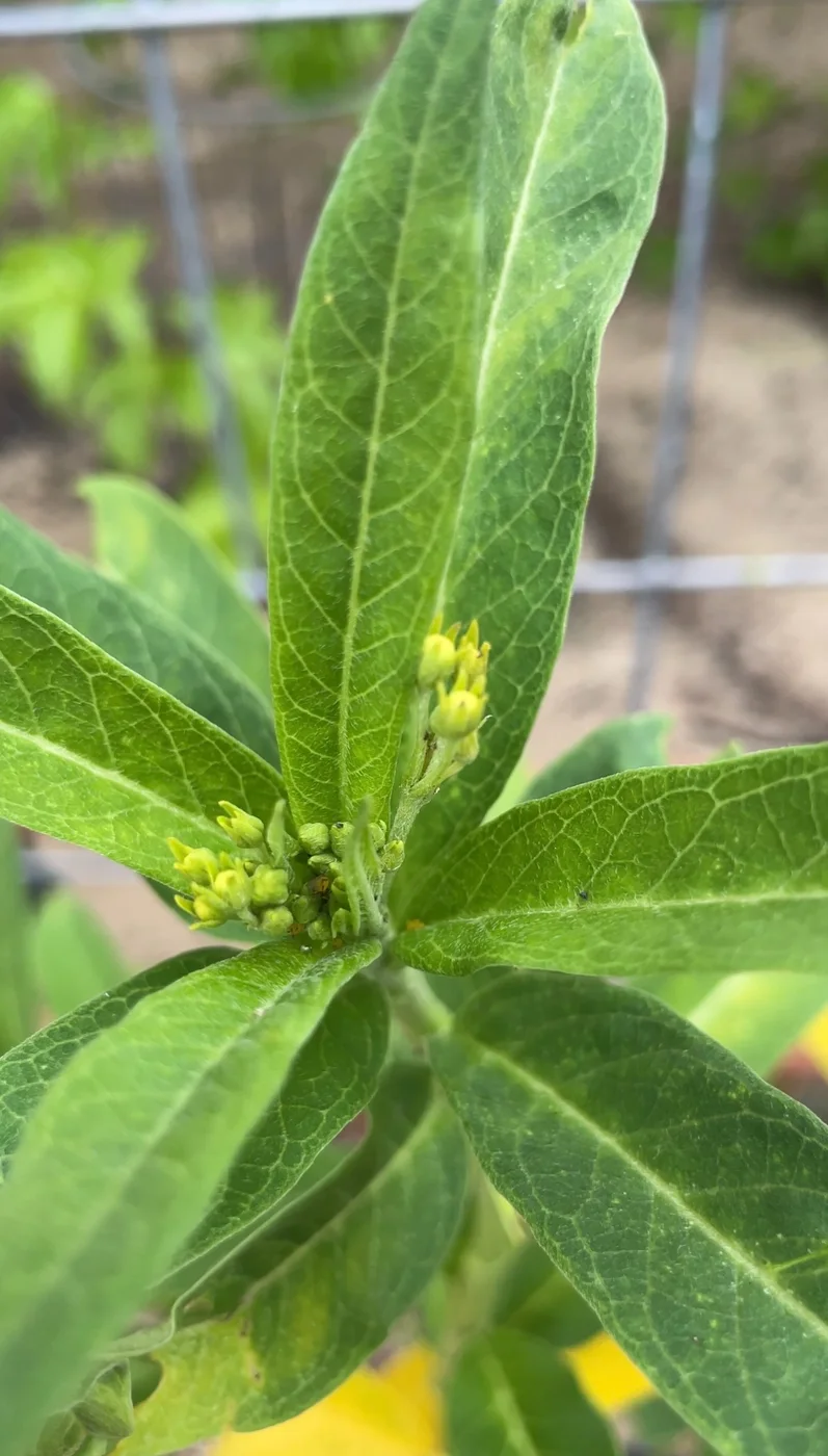 Close-up of developing milkweed flower buds in the pollinator bed