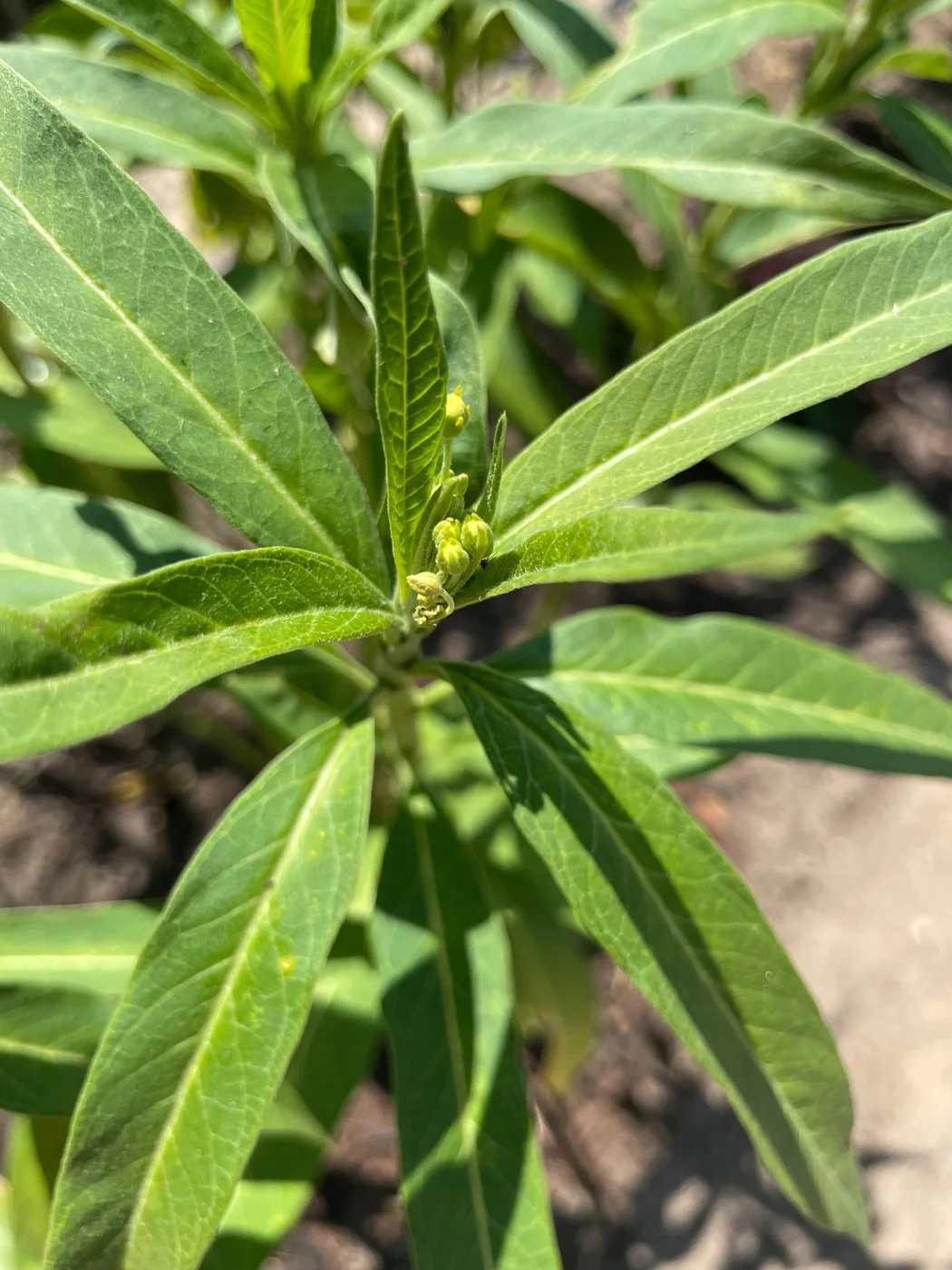 Milkweed flower buds developing among narrow green leaves