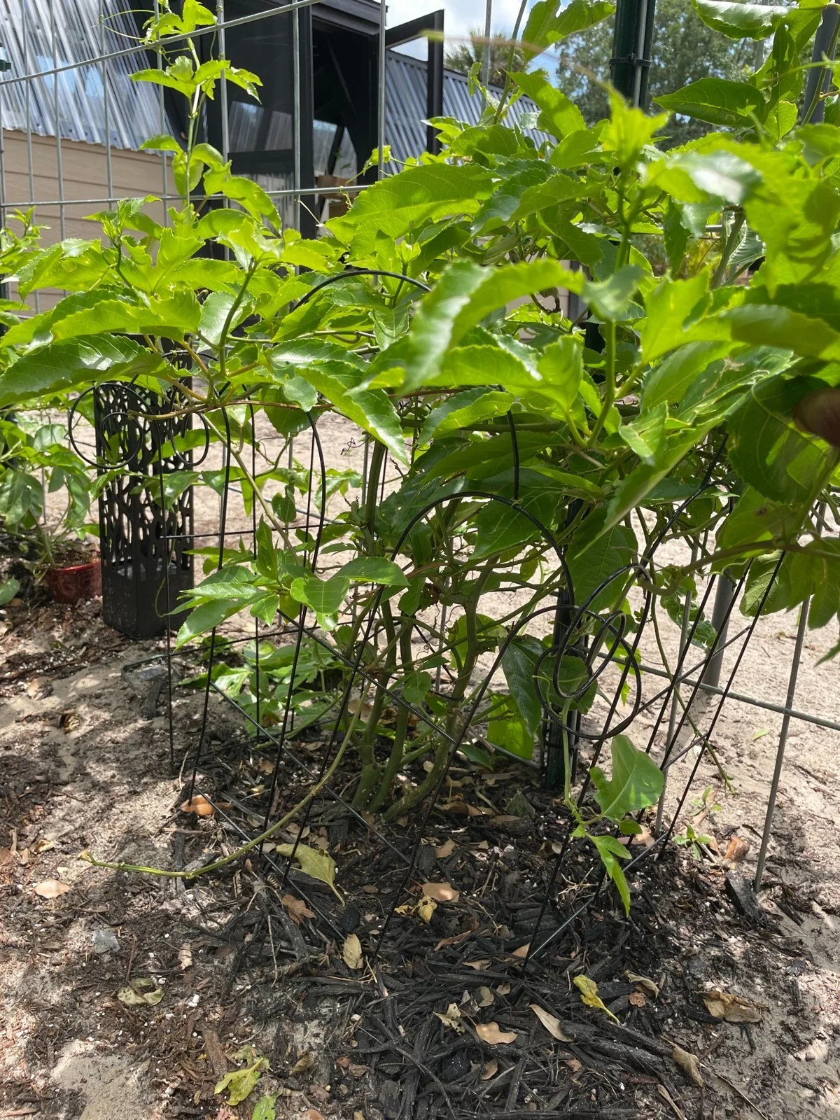 Purple passion fruit vine growing outdoors with support in Central Florida