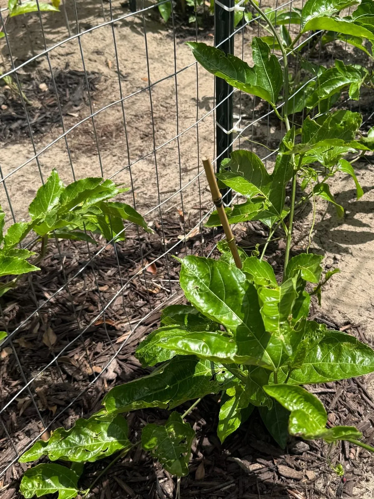 Close view of a mulched passion fruit vine base with glossy new growth beside a fence