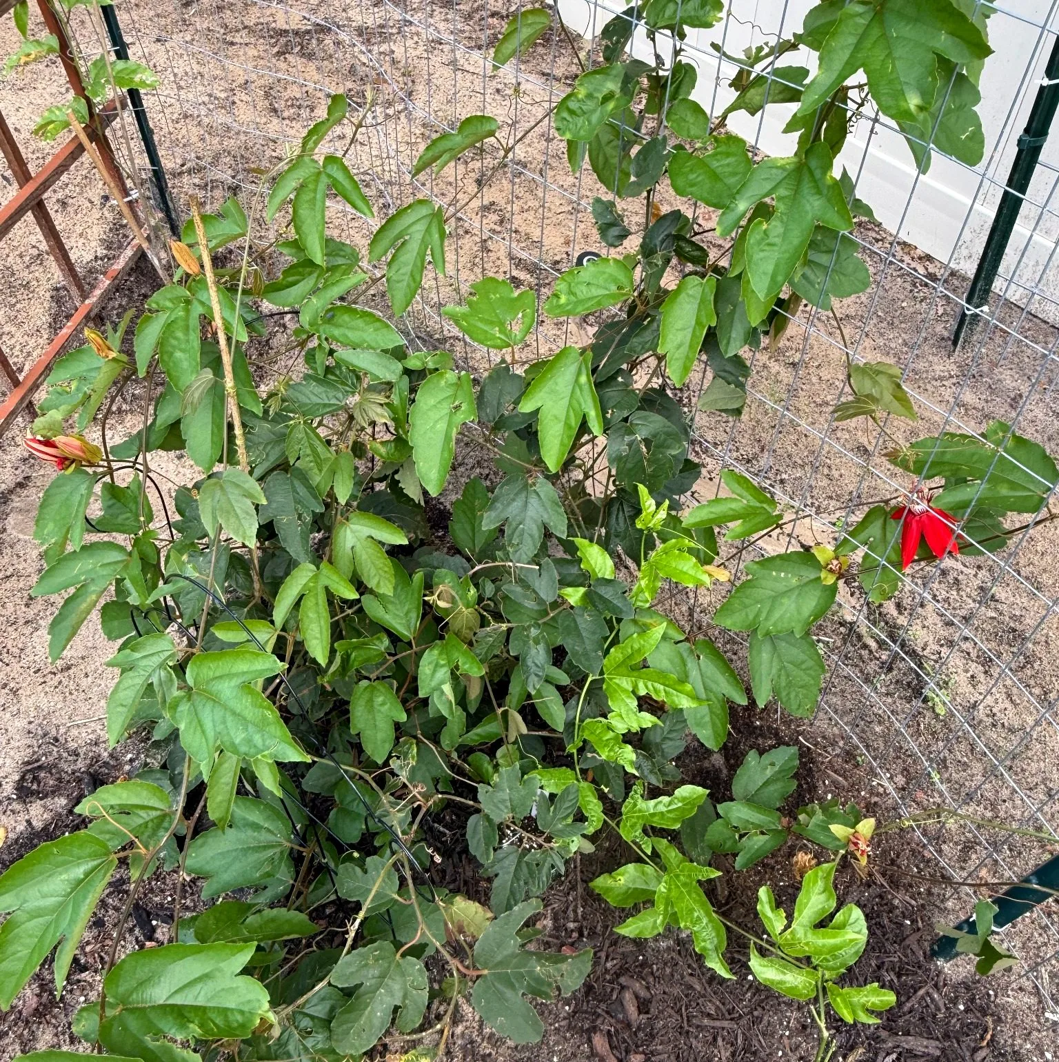 Established passion fruit vine growing and flowering on a fence in Central Florida