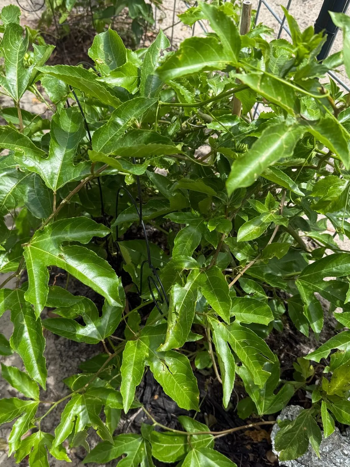 Healthy passion fruit canopy with glossy green leaves