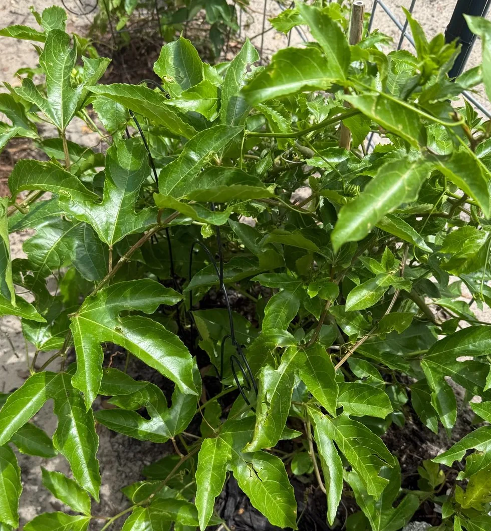 Detailed crop of glossy passion fruit leaves filling in around an outdoor fence post