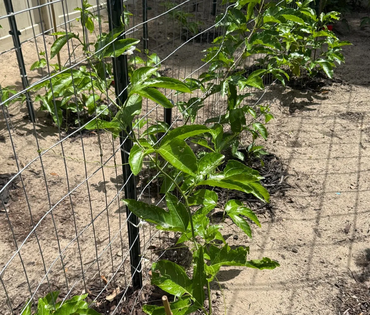 Cropped view of young passion fruit starter plants lined along a wire fence in sandy Central Florida soil