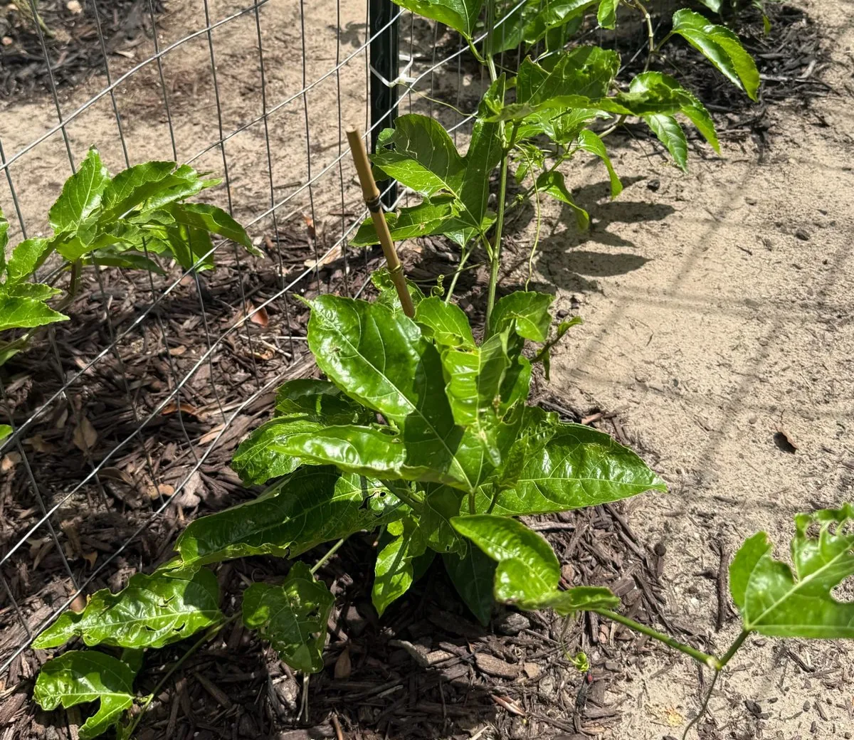 Sunlit passion fruit vine base with mulch and fresh green leaves near a fence support