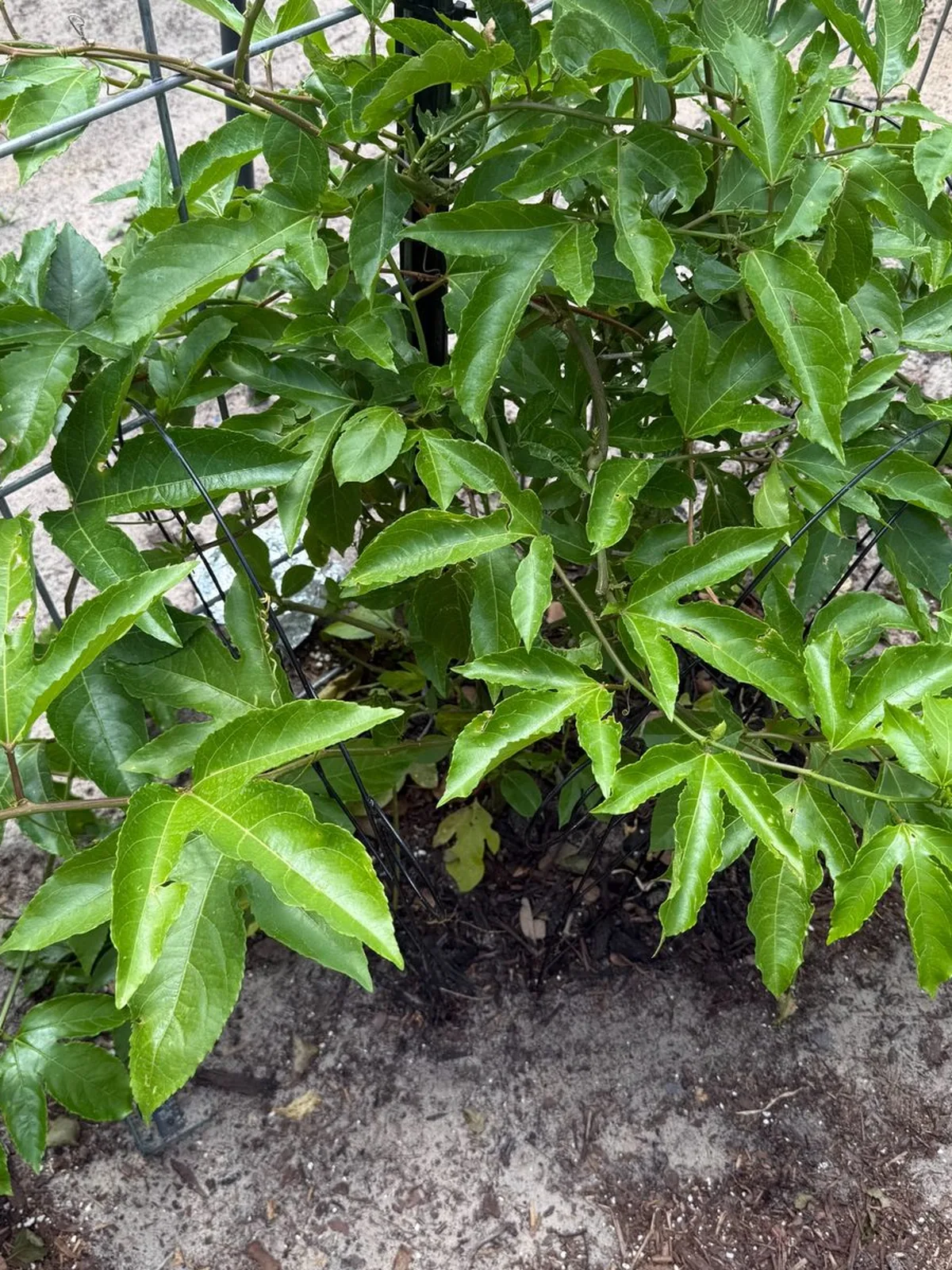 Close crop of layered passion fruit leaves forming a thick green patch over sandy soil