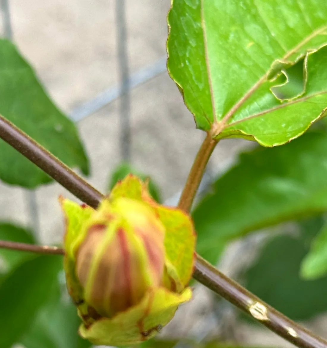 Passion fruit flower bud before bloom and fruit set