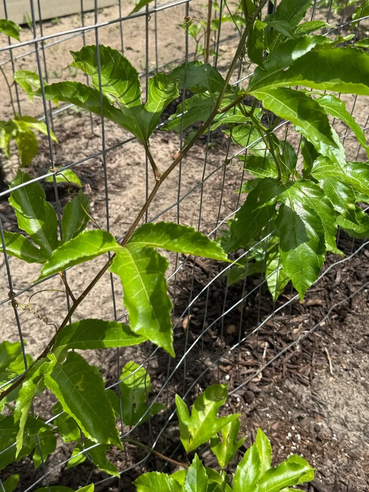 Passion fruit tendril and vine tip reaching across a wire fence panel for support