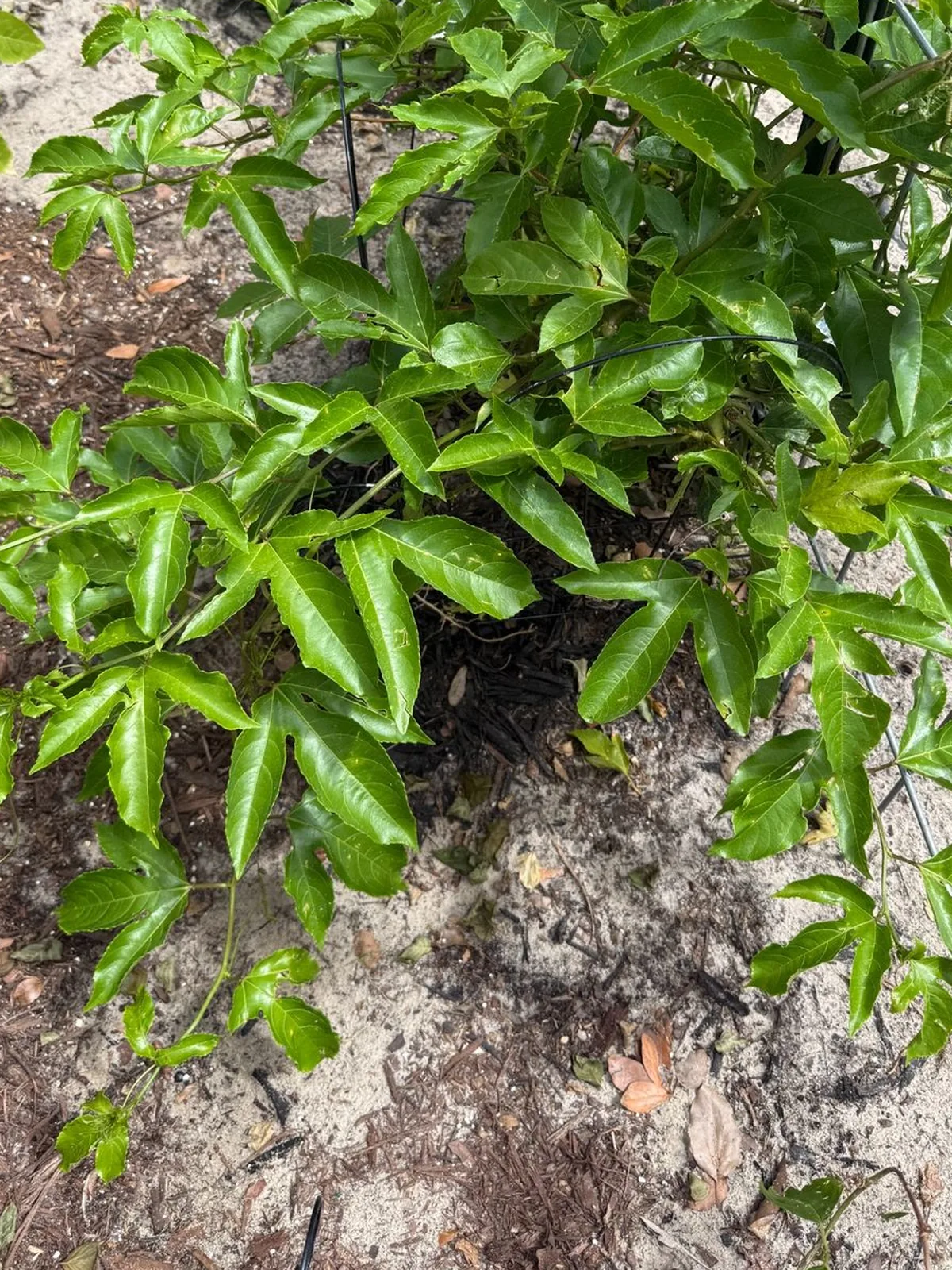 Passion fruit vine spreading low along the fence line with leaves filling in near the ground