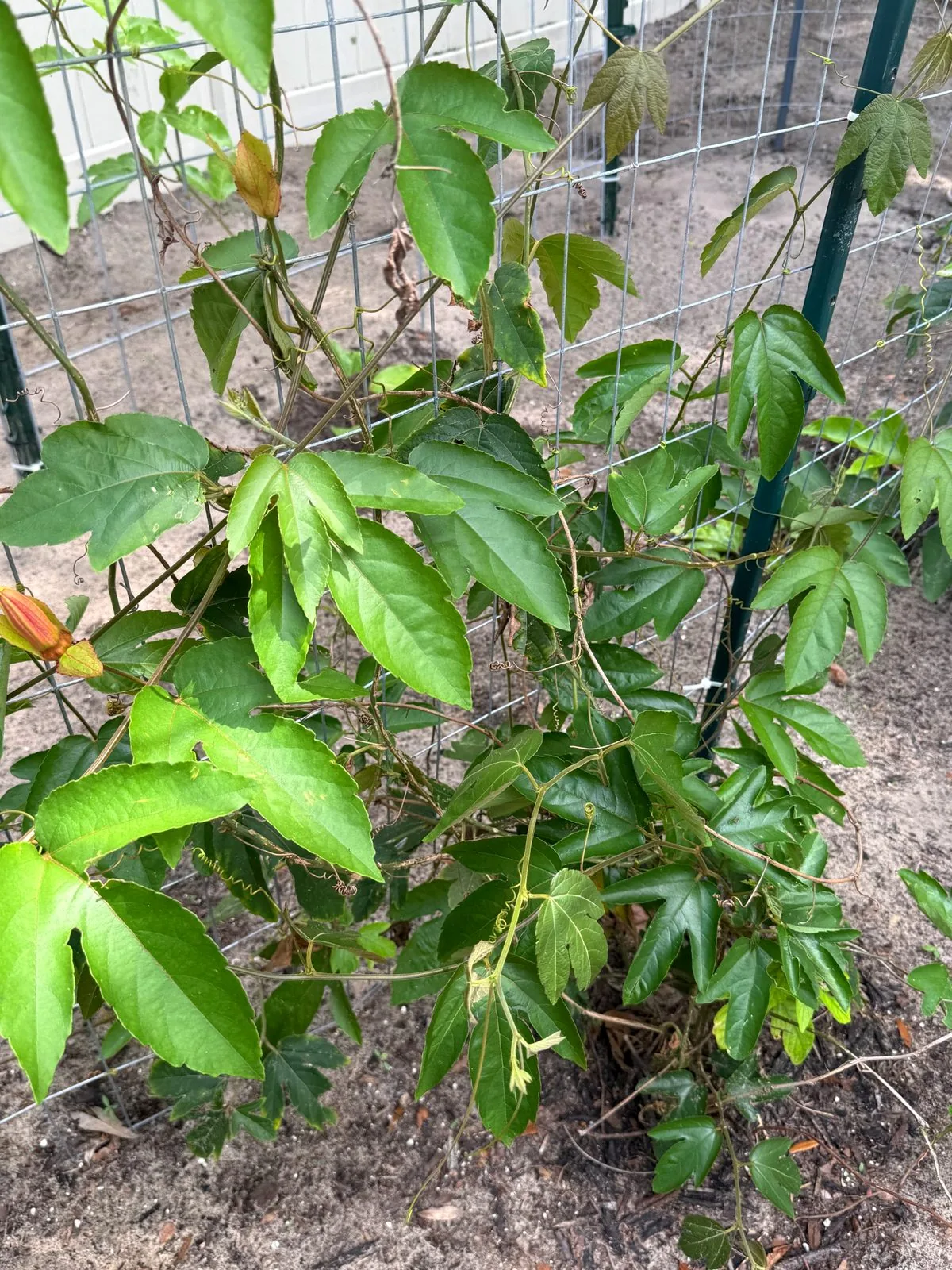 Passion fruit flower buds developing on a trained outdoor vine