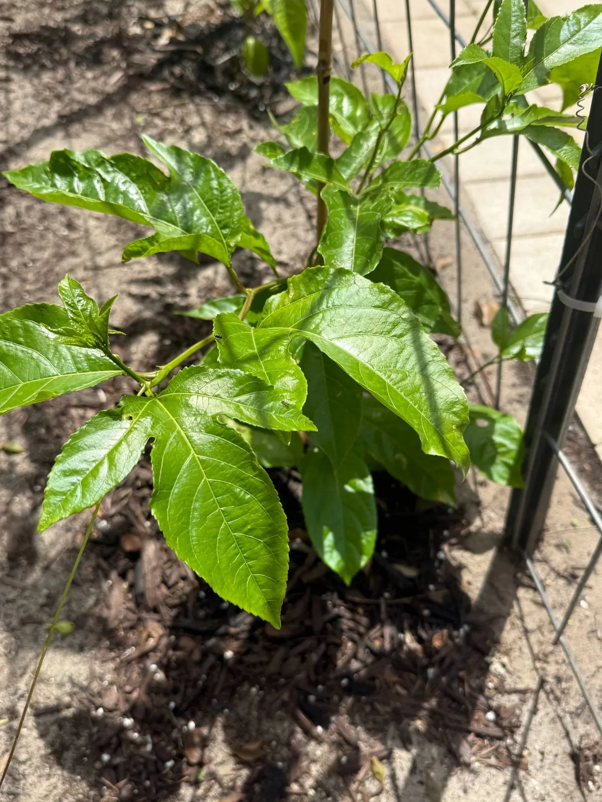 Passion fruit vine root zone mulched beside a fence trellis in sandy Florida soil