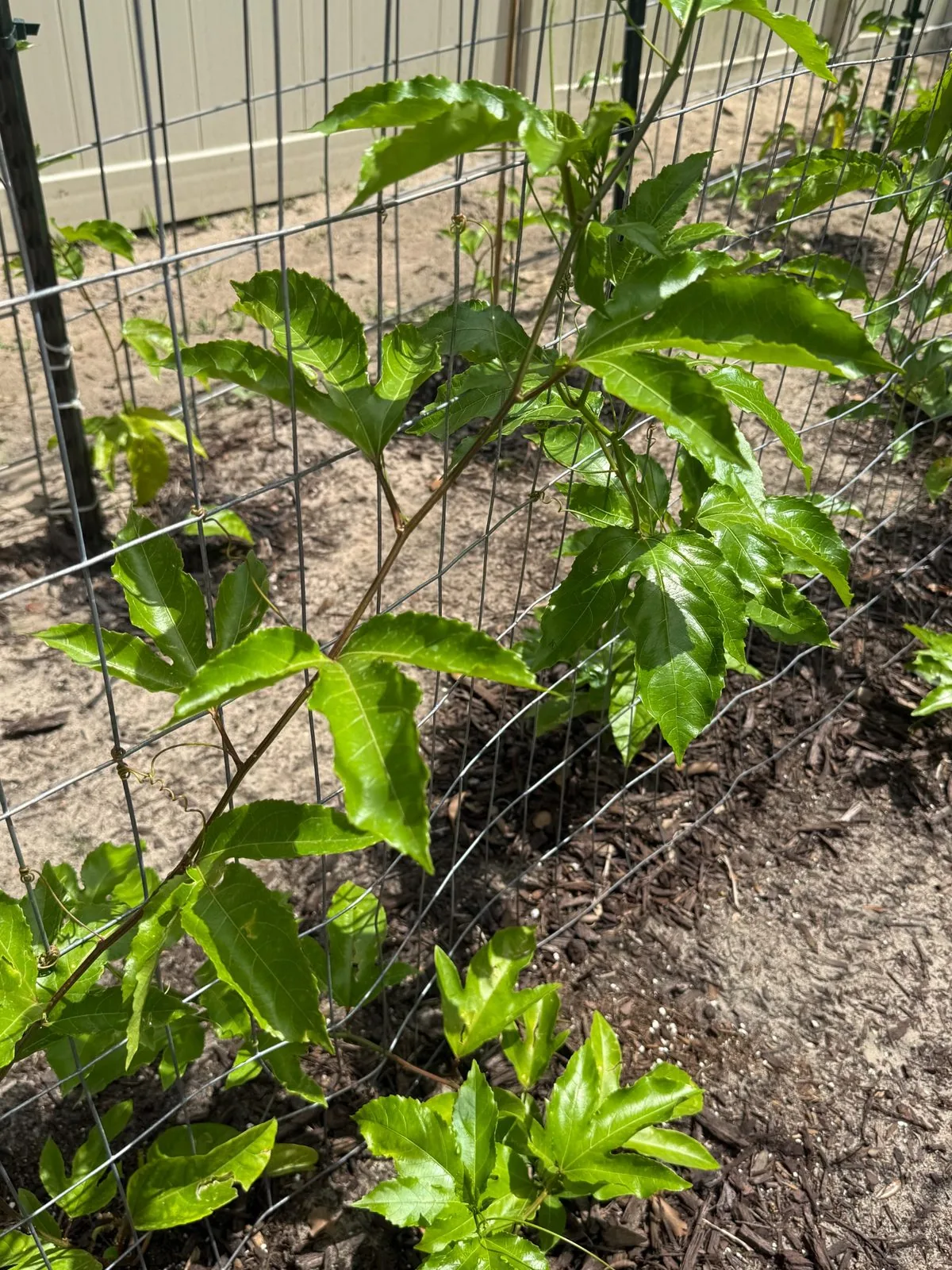 Passion fruit tendrils gripping a metal fence panel