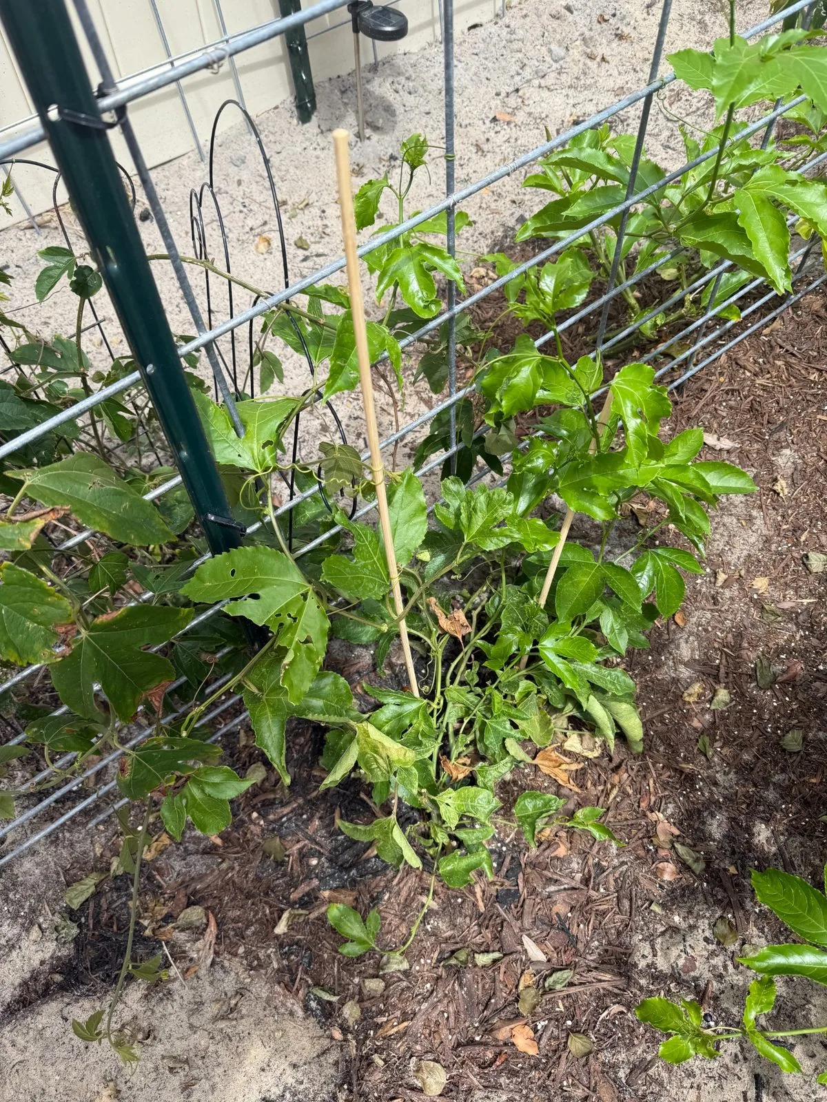 Passion fruit vine recovering after changing Florida weather