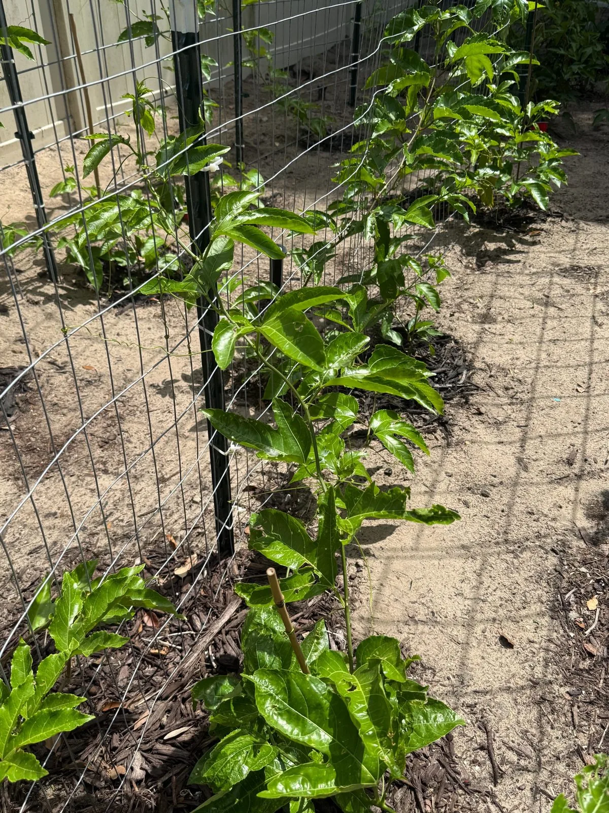 Passion fruit vine climbing a metal fence trellis in Oviedo Florida