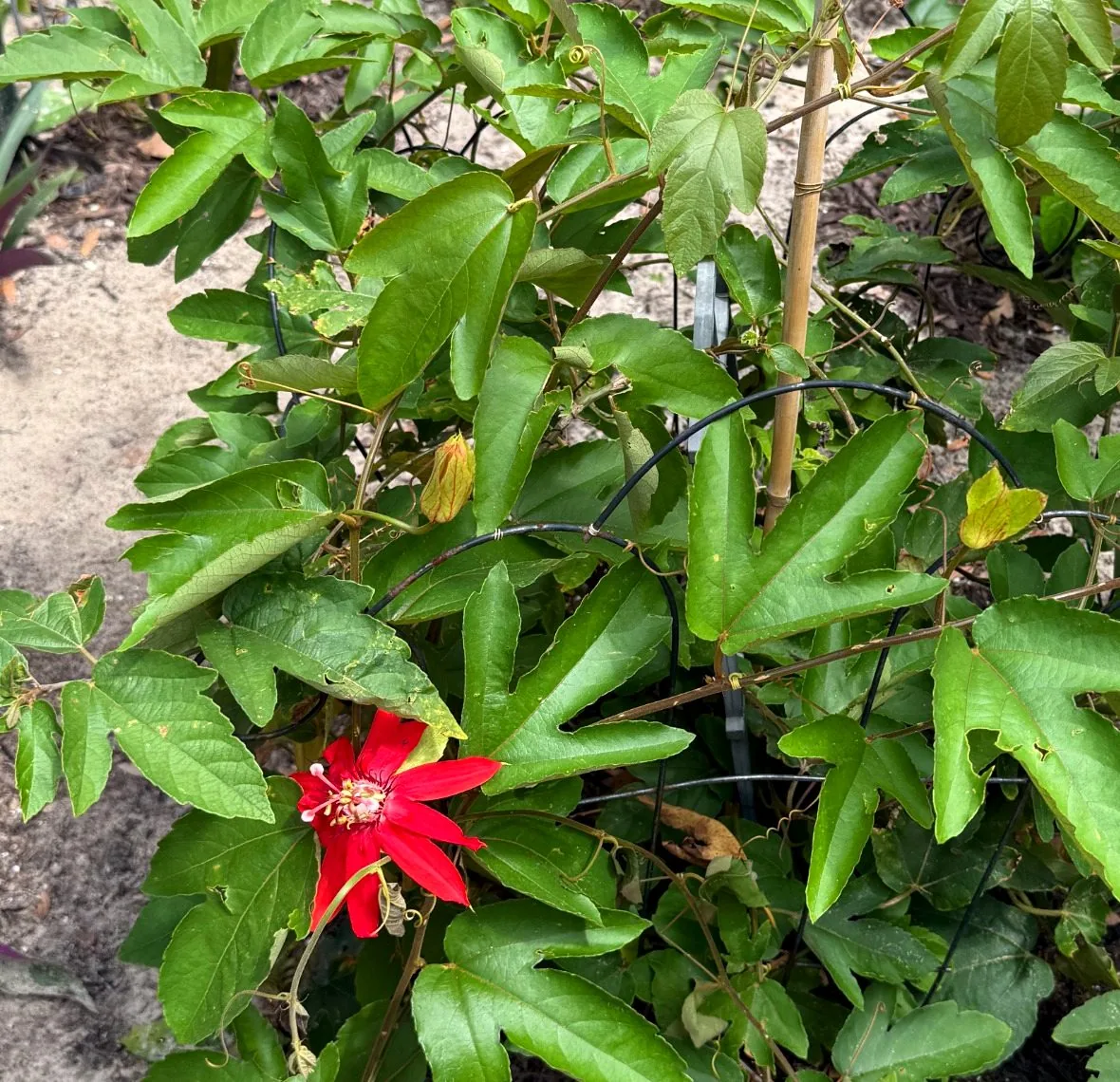 Open passion fruit flower growing on a healthy vine
