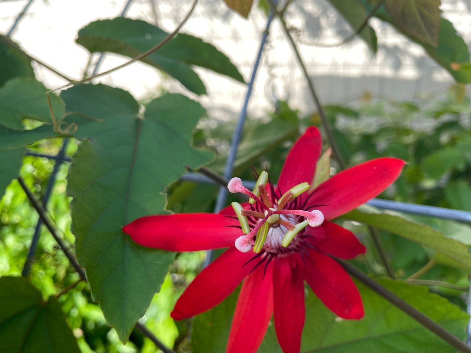Red passion fruit flower blooming on a healthy vine in the greenhouse