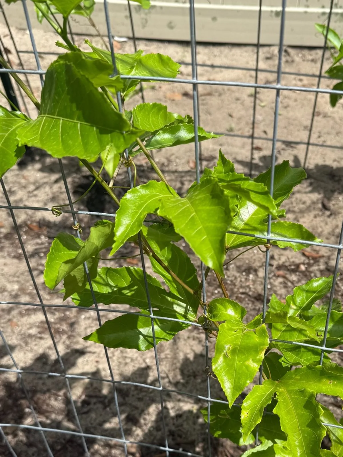Young passion fruit vine with clean bright leaves being guided across a square wire grid