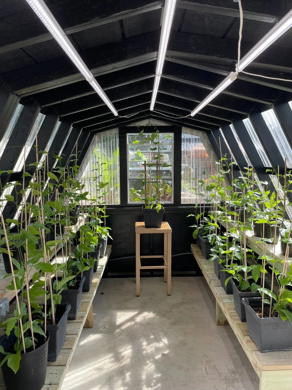 Greenhouse-grown passion fruit plants at John's Passion Fruit Express in Oviedo, Florida