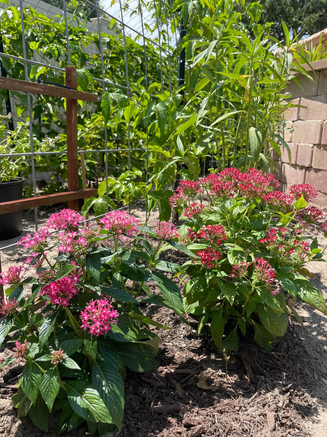 Pink and red pentas blooming in the pollinator bed beside passion fruit