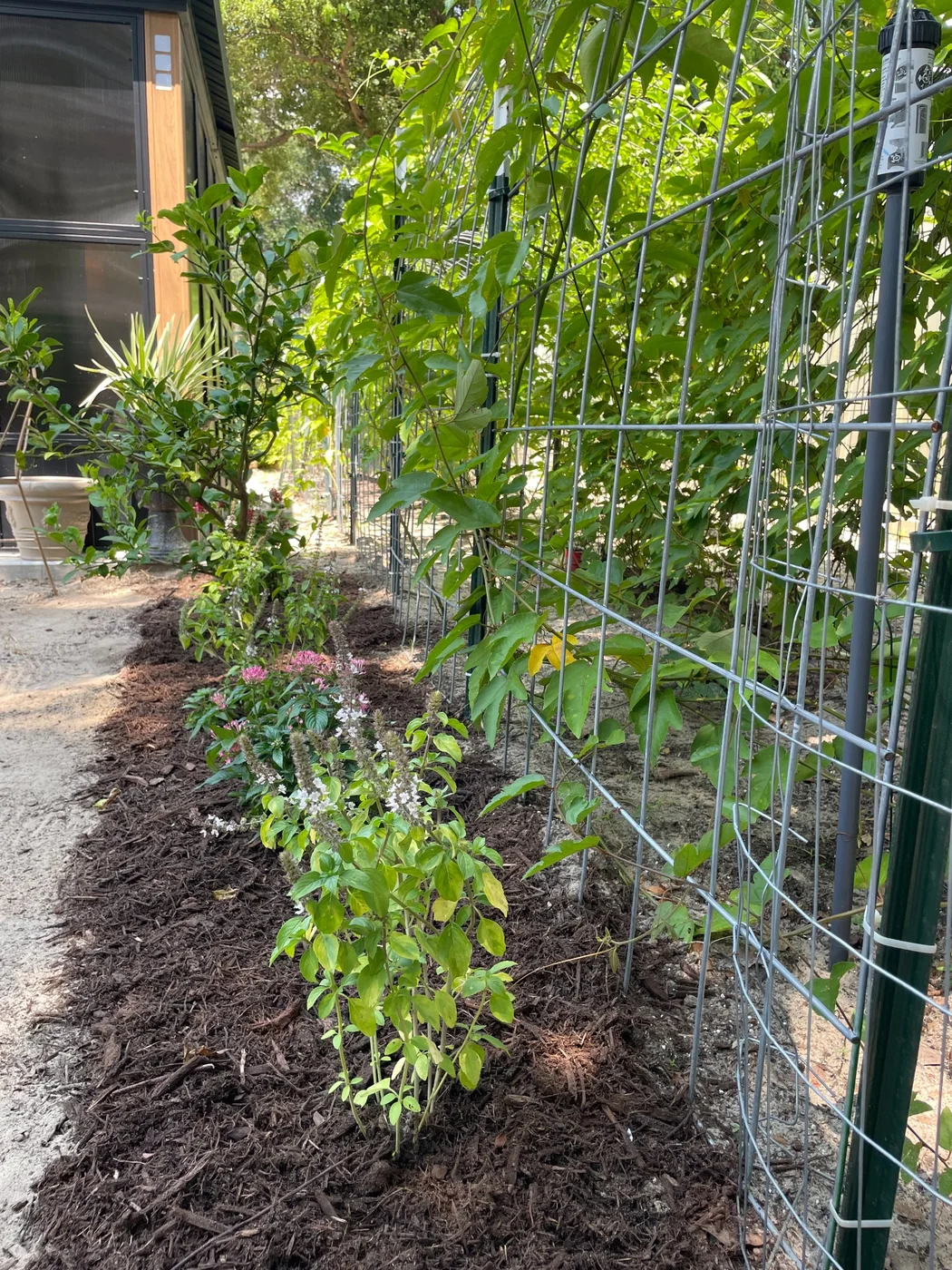 African blue basil and pentas planted in a mulched pollinator strip beside passion fruit trellises