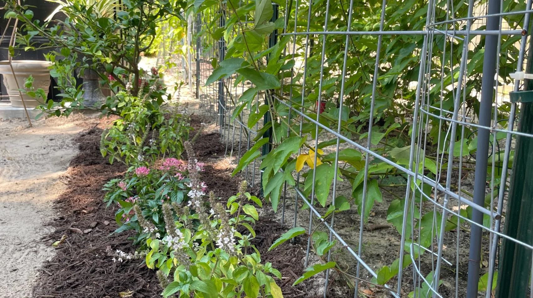 Passion fruit pollinator garden at John’s Passion Fruit Express